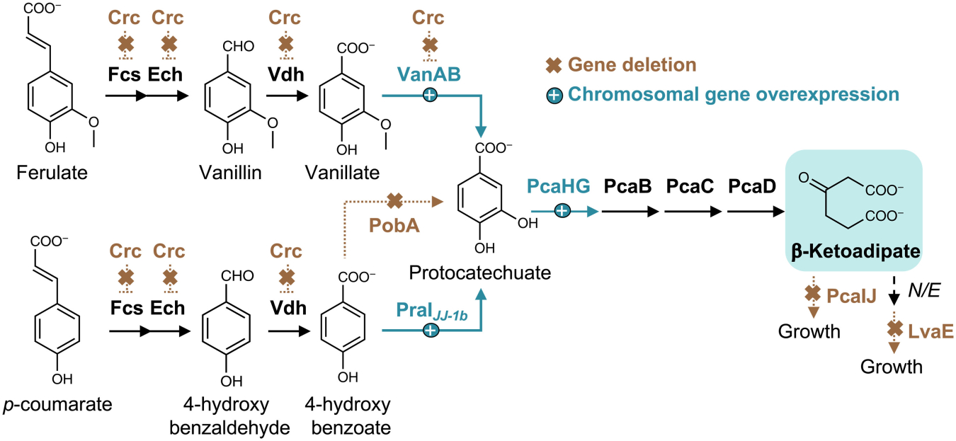 In the wild, P. putida naturally produces β-ketoadipic acid. NREL scientists used genetic engineering to make the process more prolific.